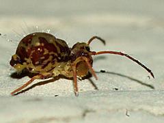 Globular Springtail